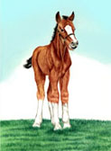 Draft Horse, Equine Art - Baby Clyde